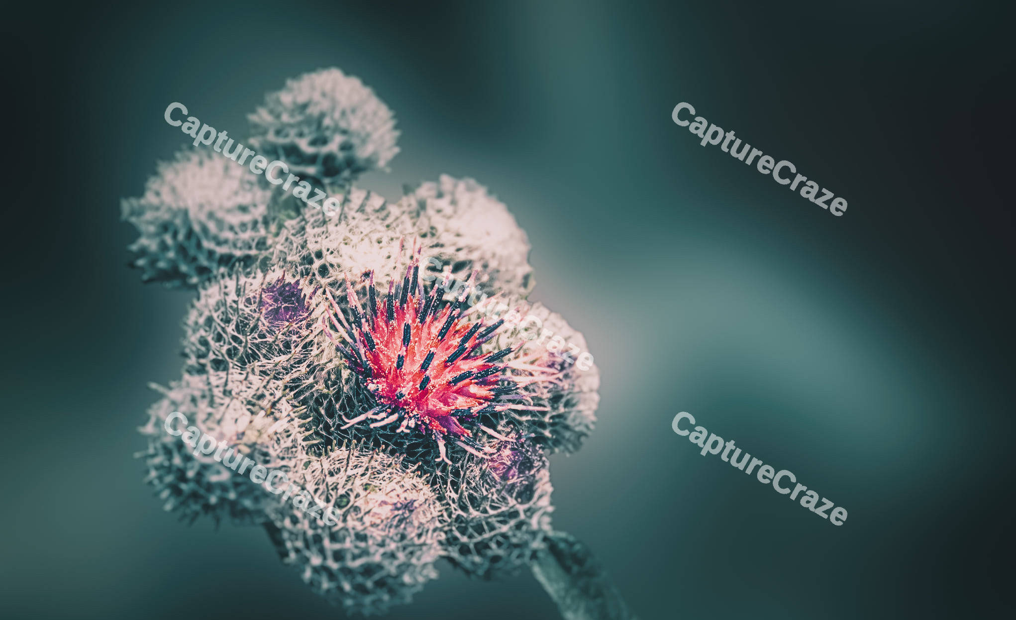 Close-up of thistle flowers